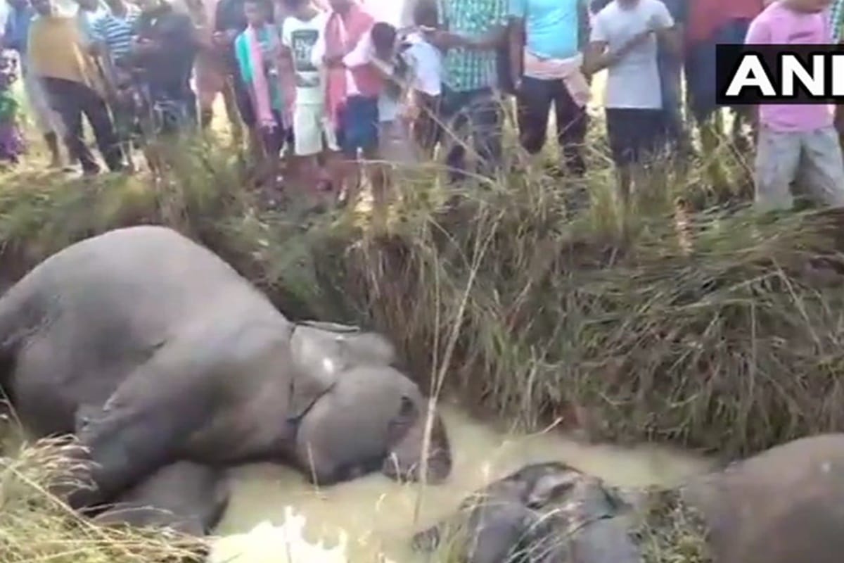 7 elephants died after being reportedly electrocuted when they came in contact with a live wire