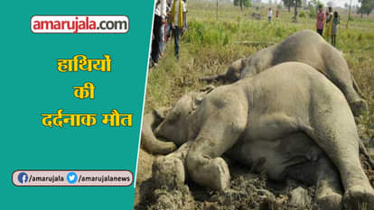 7 ELEPHANTS ELECTROCUTED AFTER CONTACTING WITH ELECTRIC WIRE IN ODISSHA