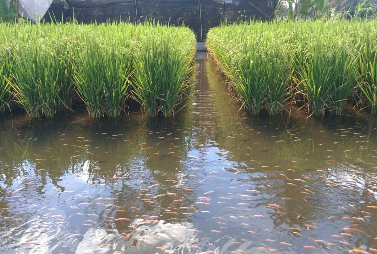 farmer from andhra pradesh earned ten lakh in year through fish farming