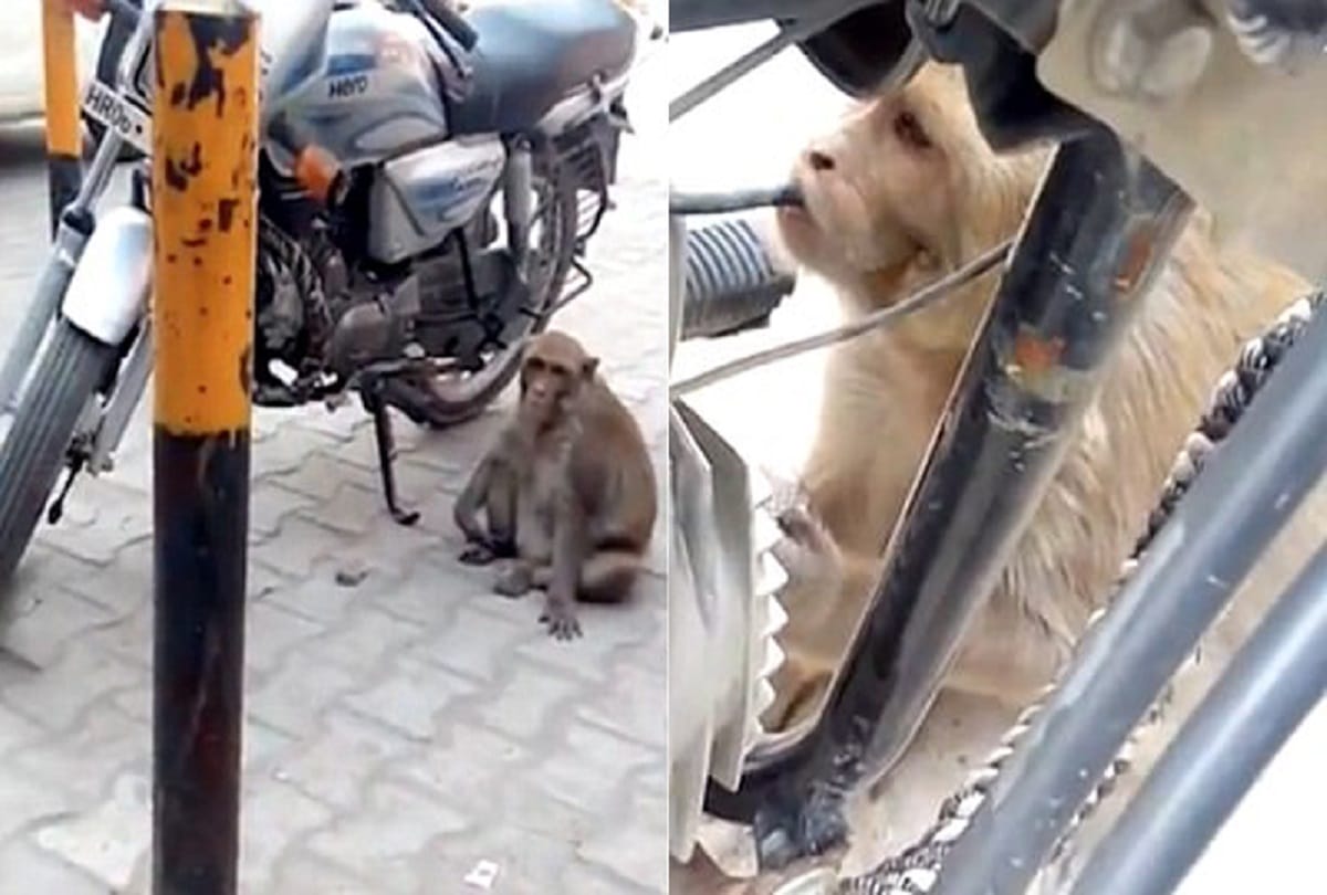This monkey drinks water instead of petrol