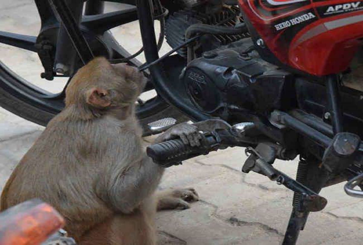 This monkey drinks water instead of petrol