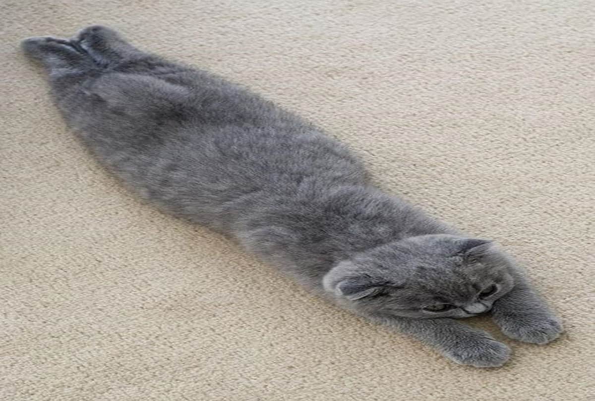 You do not know all these interesting things about cats