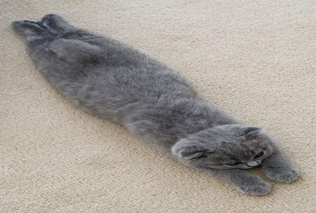 You do not know all these interesting things about cats