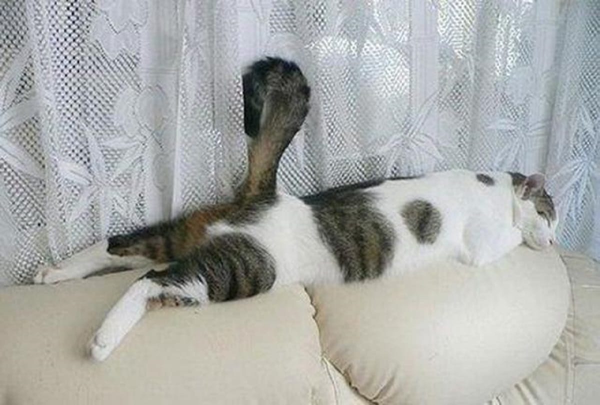 You do not know all these interesting things about cats