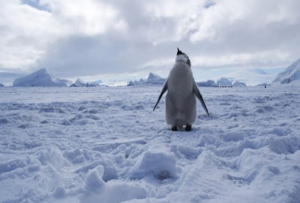 World's most coldest region antarctica shocking ferns' story of icy cemetery