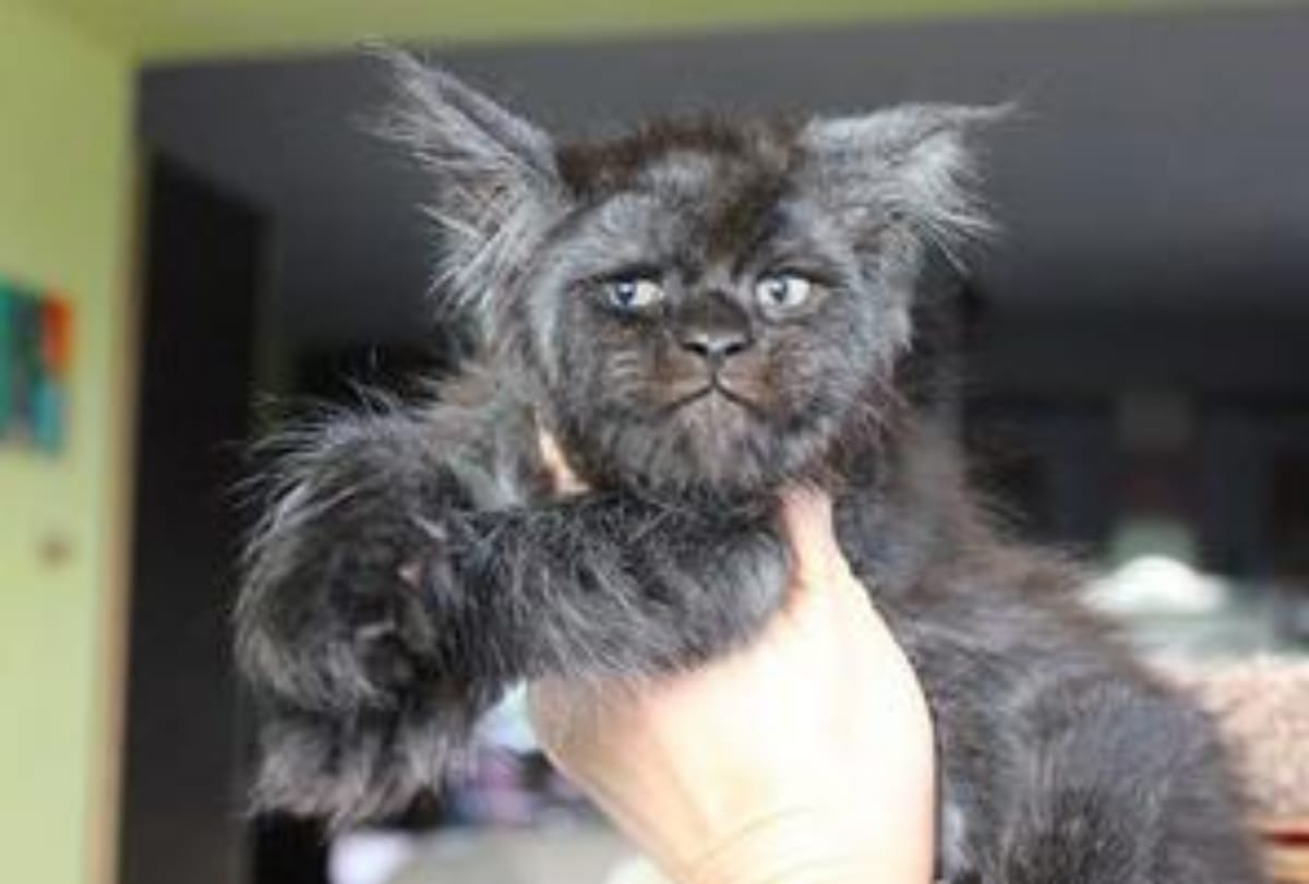 These Animals With Funny Impressions & Human Faces