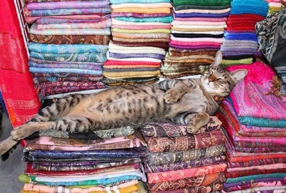 You do not know all these interesting things about cats