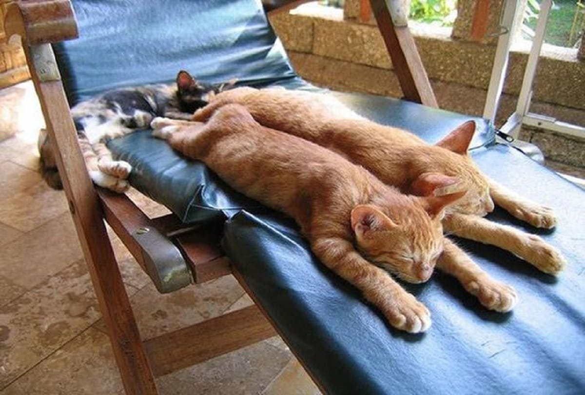 You do not know all these interesting things about cats