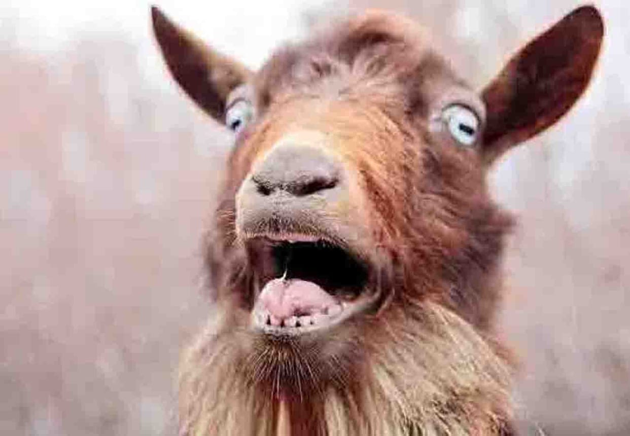 boy did wrong with goat in hamirpur