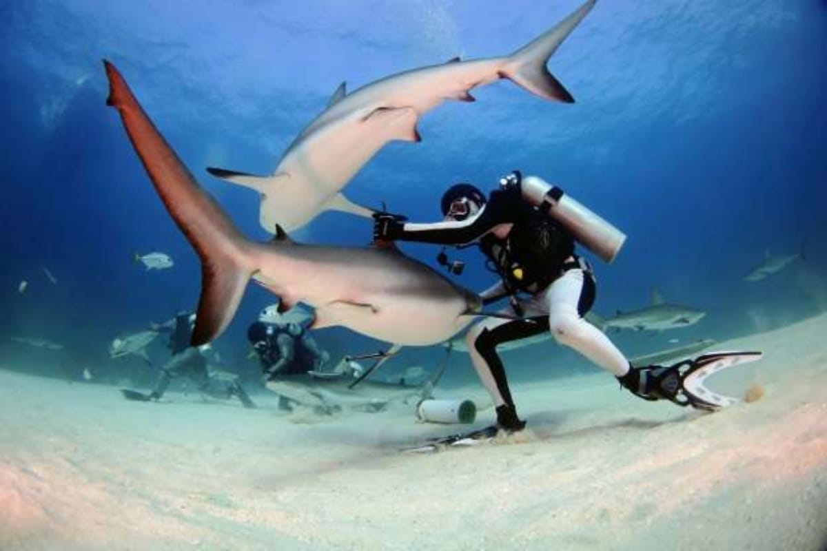 Brave diver saved shark fish after removing hook from fish mouth
