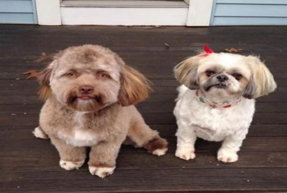 These Animals With Funny Impressions & Human Faces