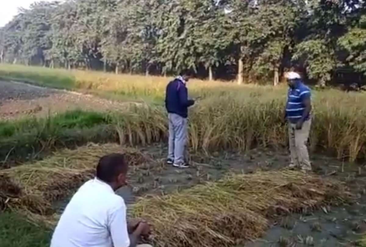 pac constable cutting Grain in barabanki