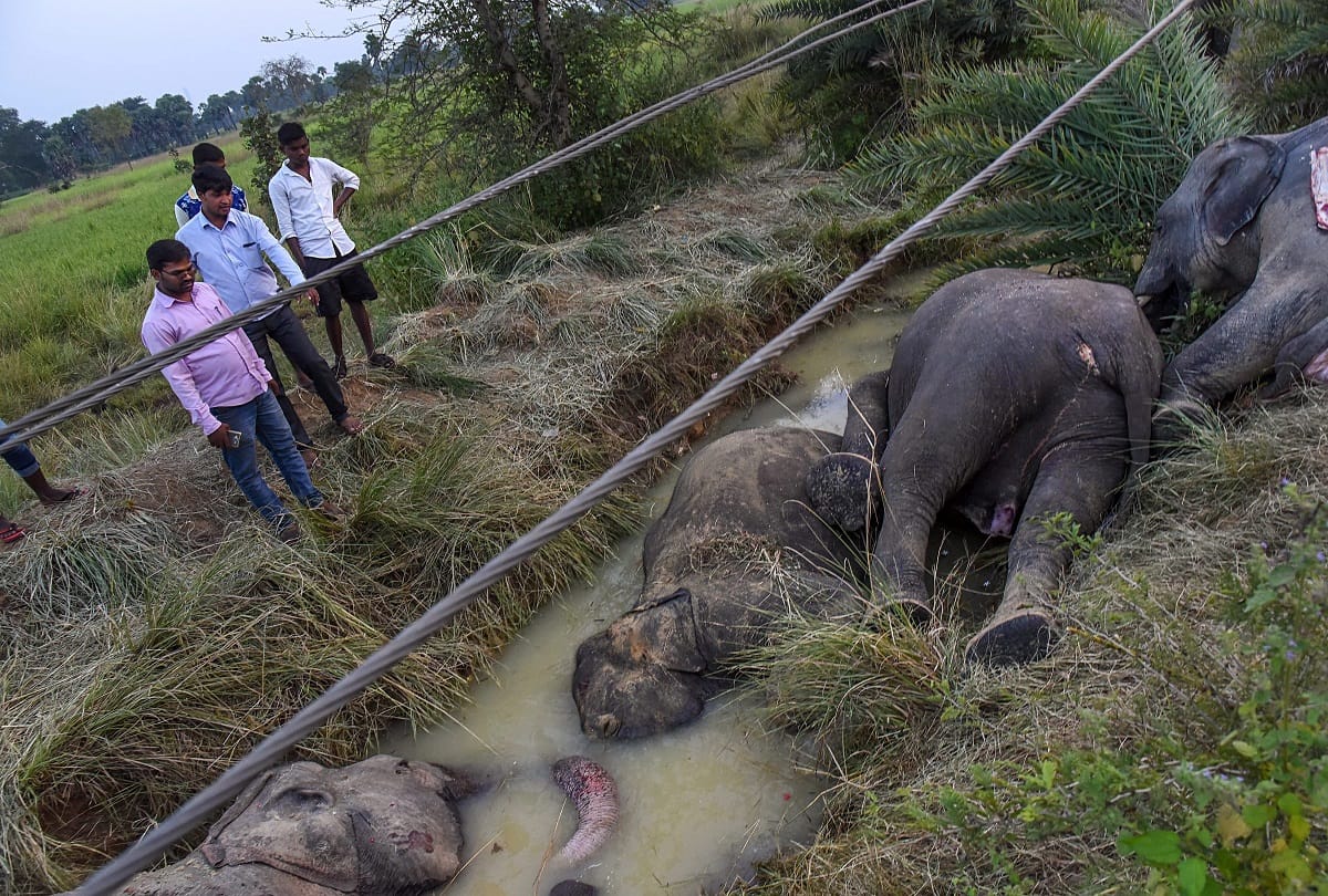 Seven elephants died due to electric current in Odisha