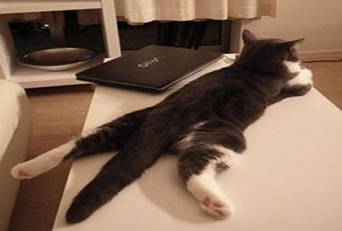 You do not know all these interesting things about cats