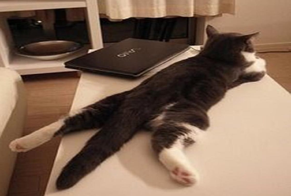 You do not know all these interesting things about cats