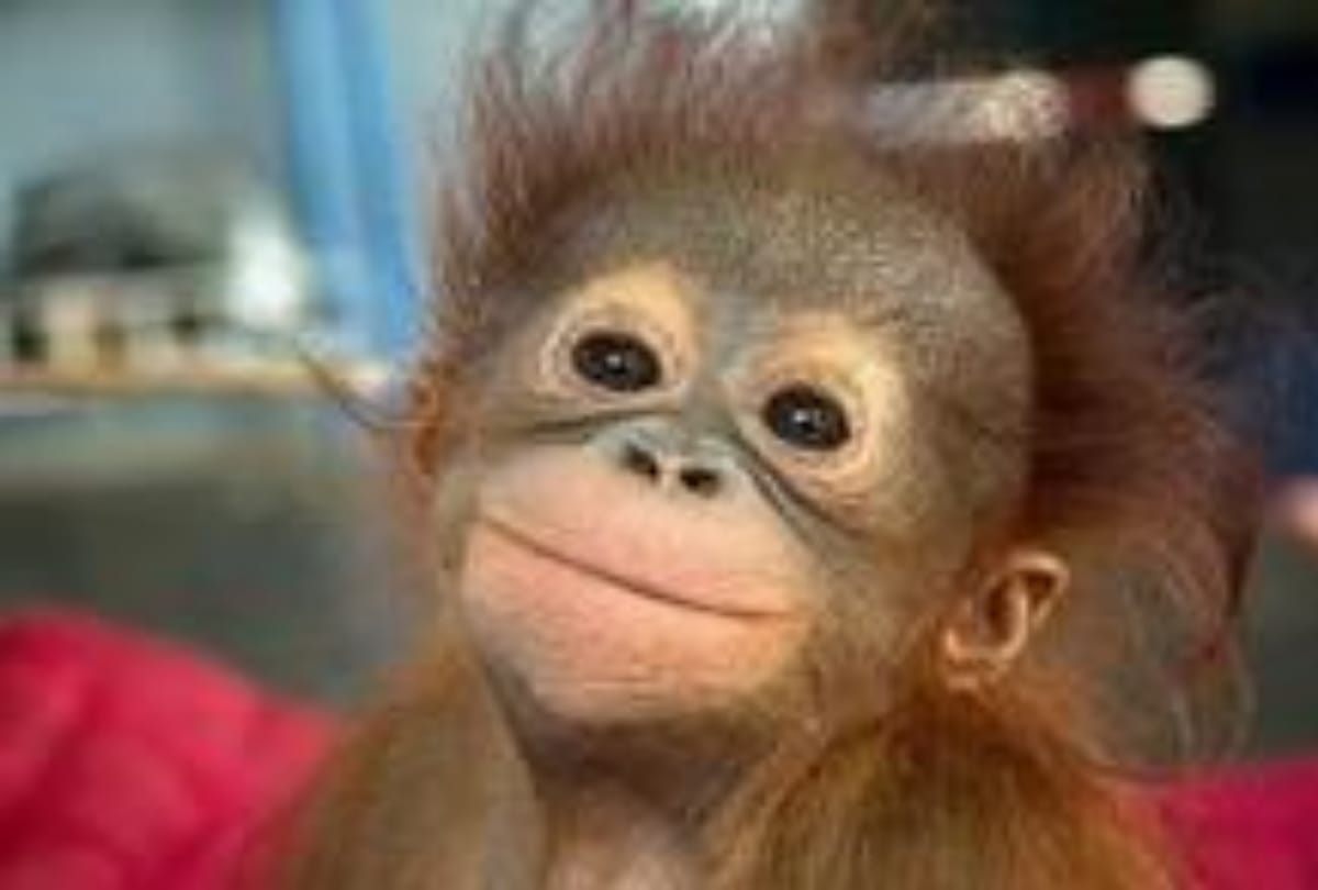 These Animals With Funny Impressions & Human Faces