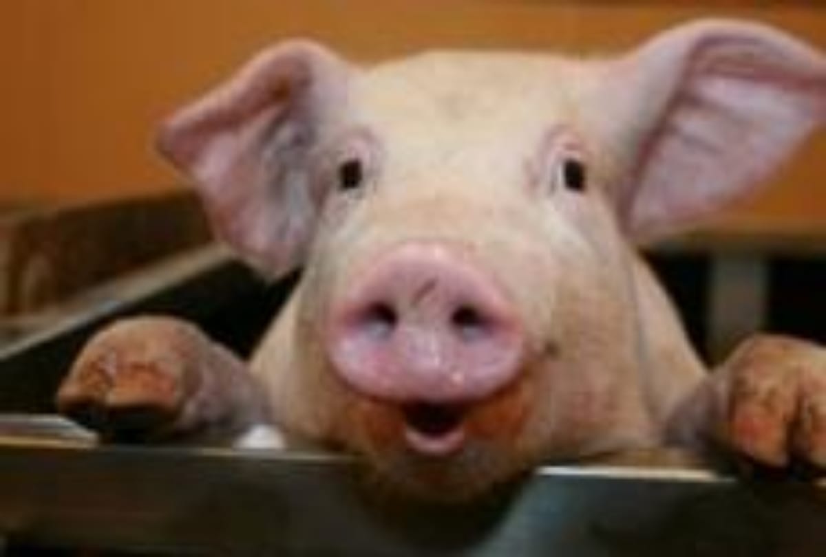 These Animals With Funny Impressions & Human Faces
