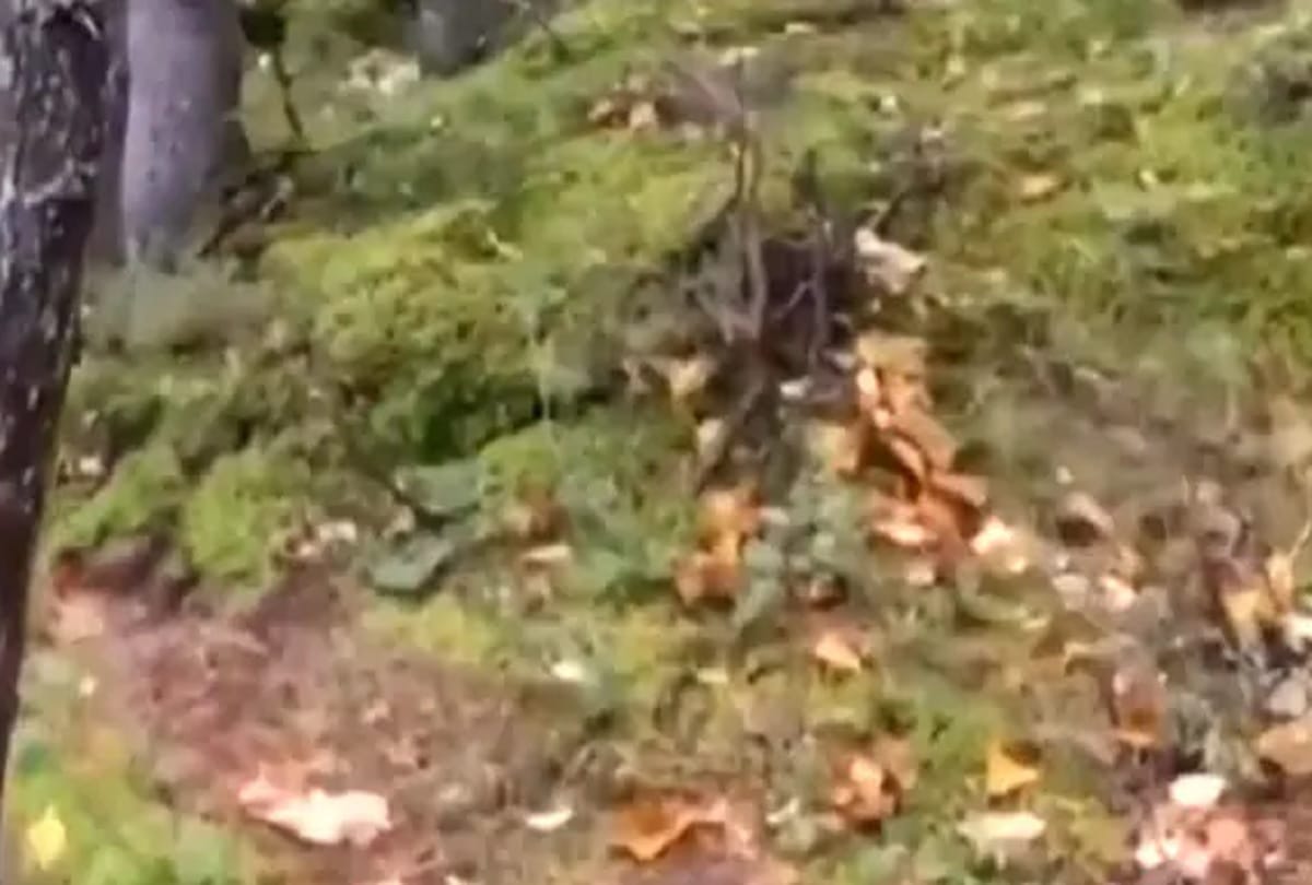 canada quebec forest really breathing, video viral on social media