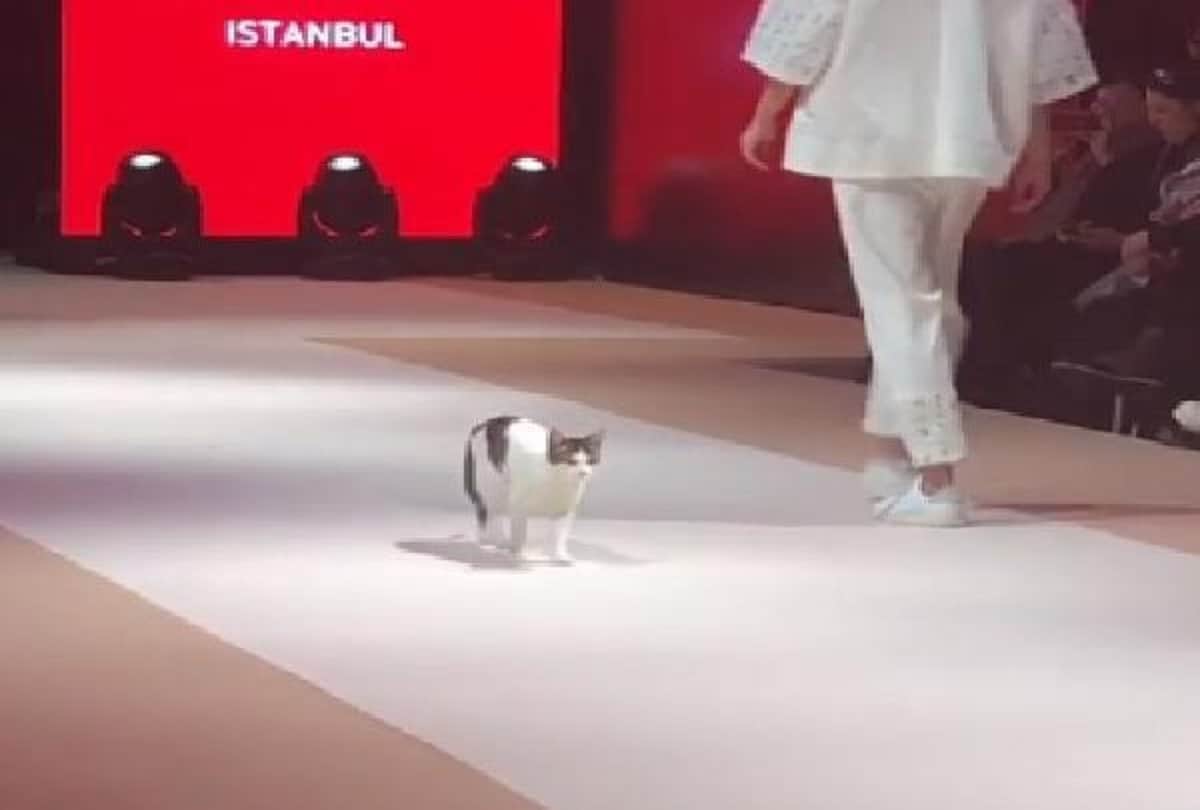 cat steals the show after crashing fashion event in istanbul, video viral