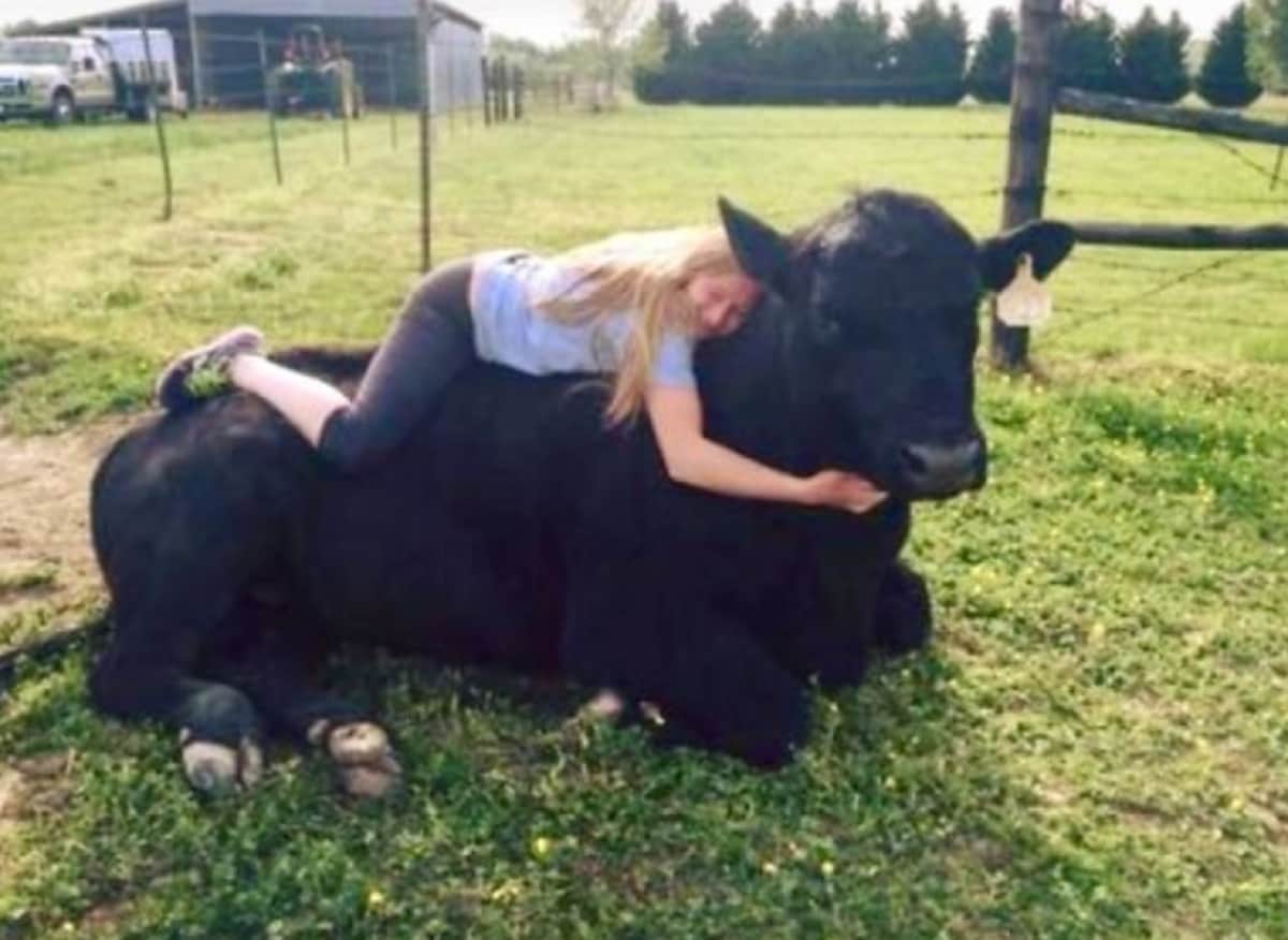Cow Cuddling Trend goes viral in United States of America