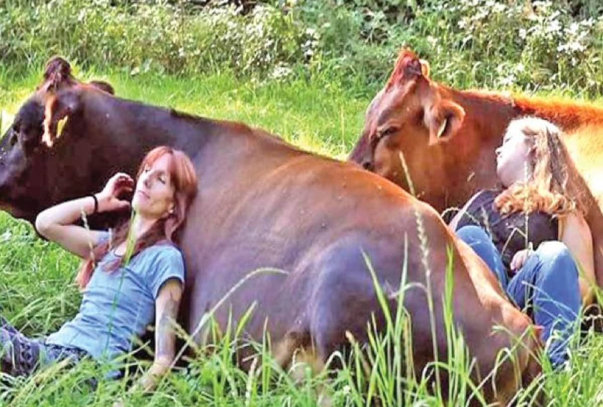Cow Cuddling Trend goes viral in United States of America