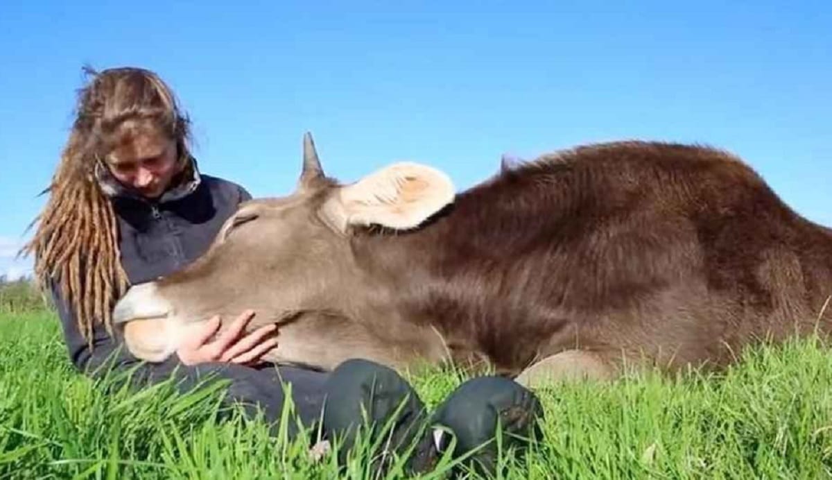 these 11 things makes cow sacred