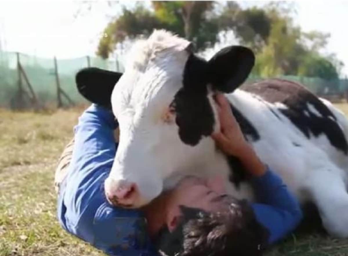 Cow Cuddling Trend goes viral in United States of America