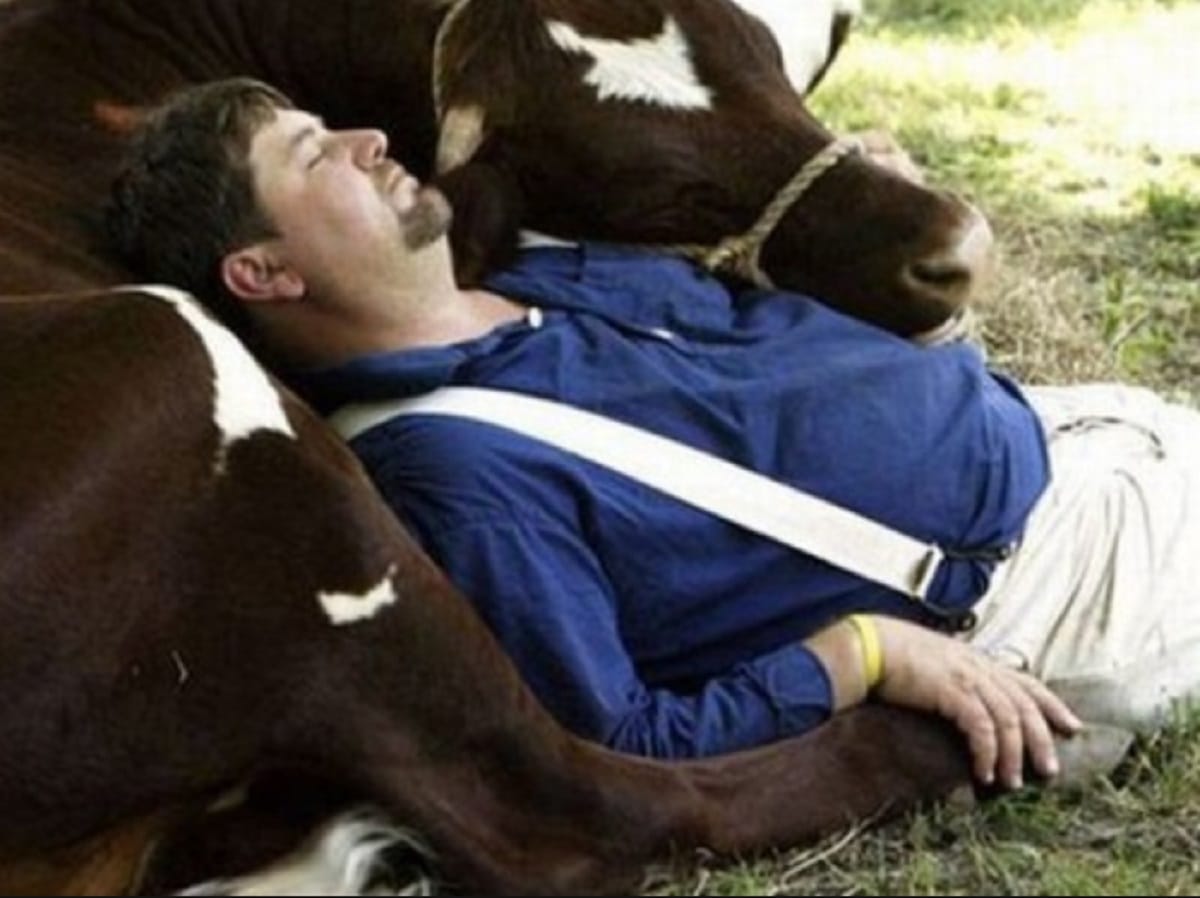 Cow Cuddling Trend goes viral in United States of America
