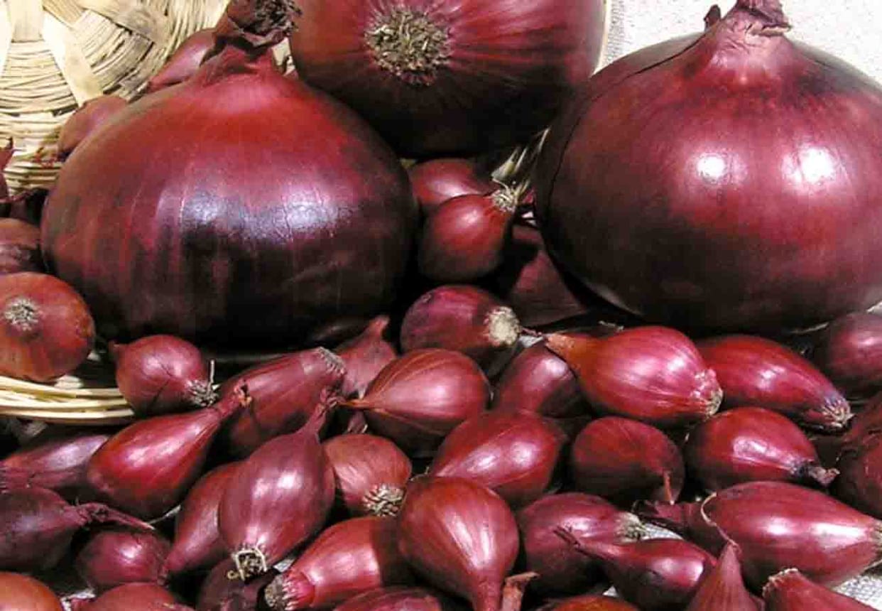 A special species of onion prepared in banda agriculture university