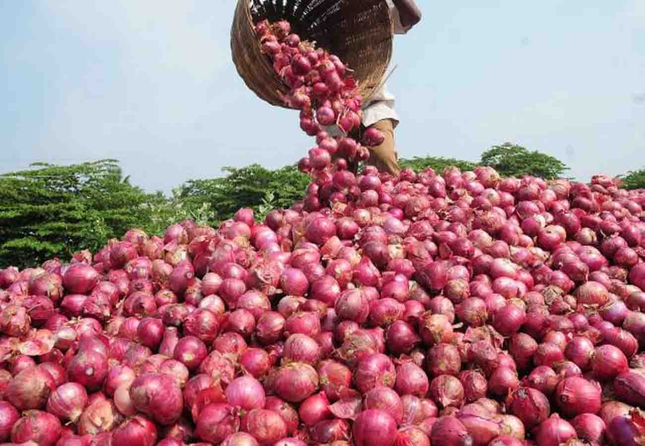 A special species of onion prepared in banda agriculture university