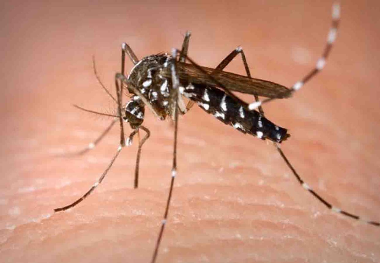 Number of dengue patients increasing rapidly