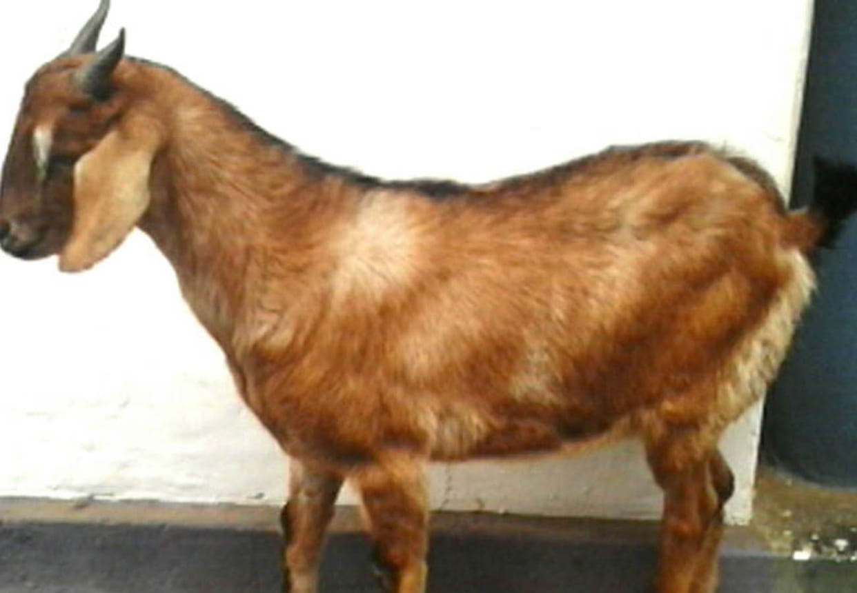 Unnatural sex with goat