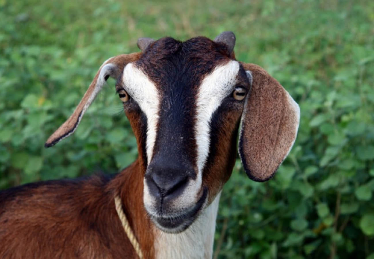 Unnatural sex with goat
