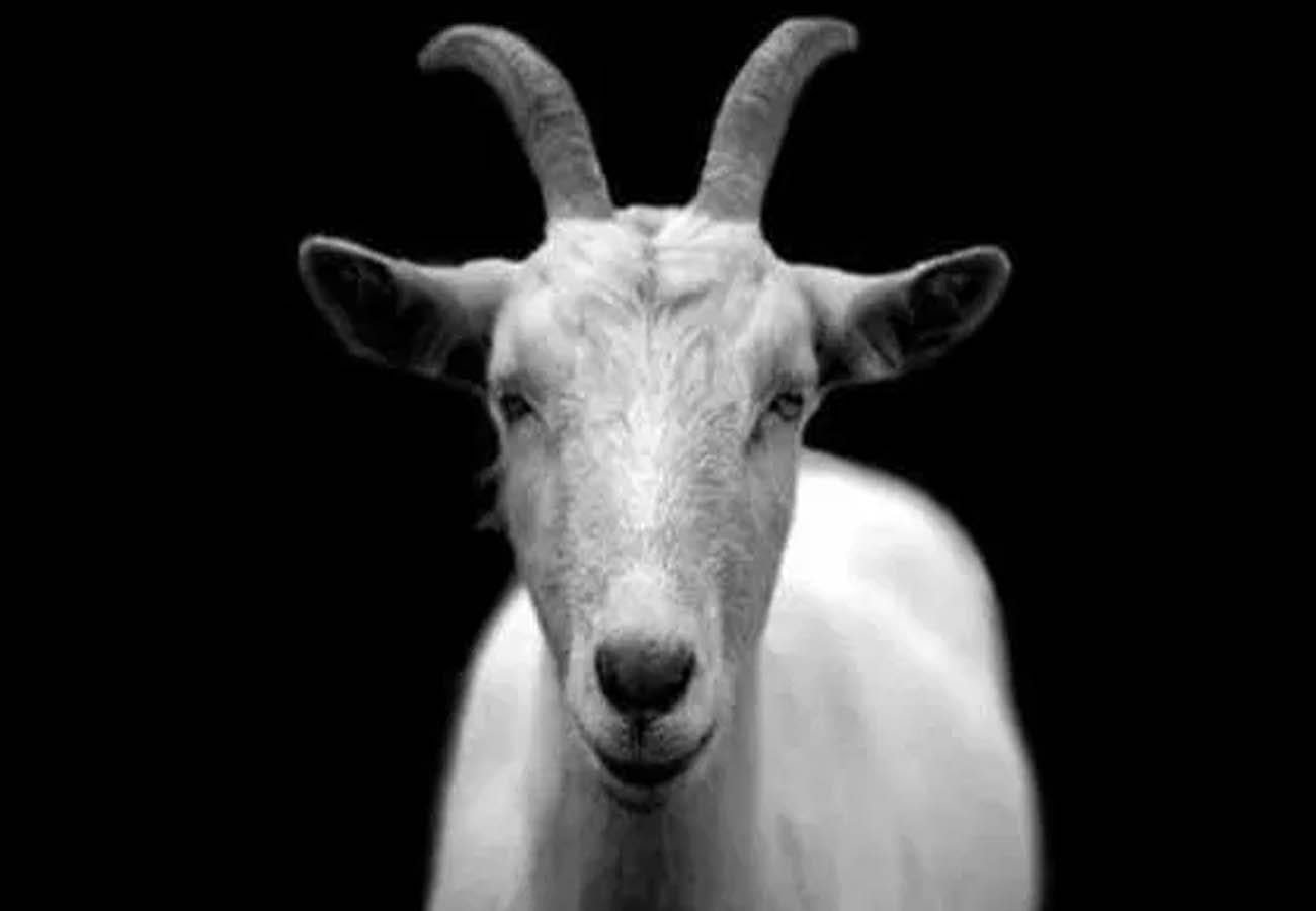 Unnatural sex with goat