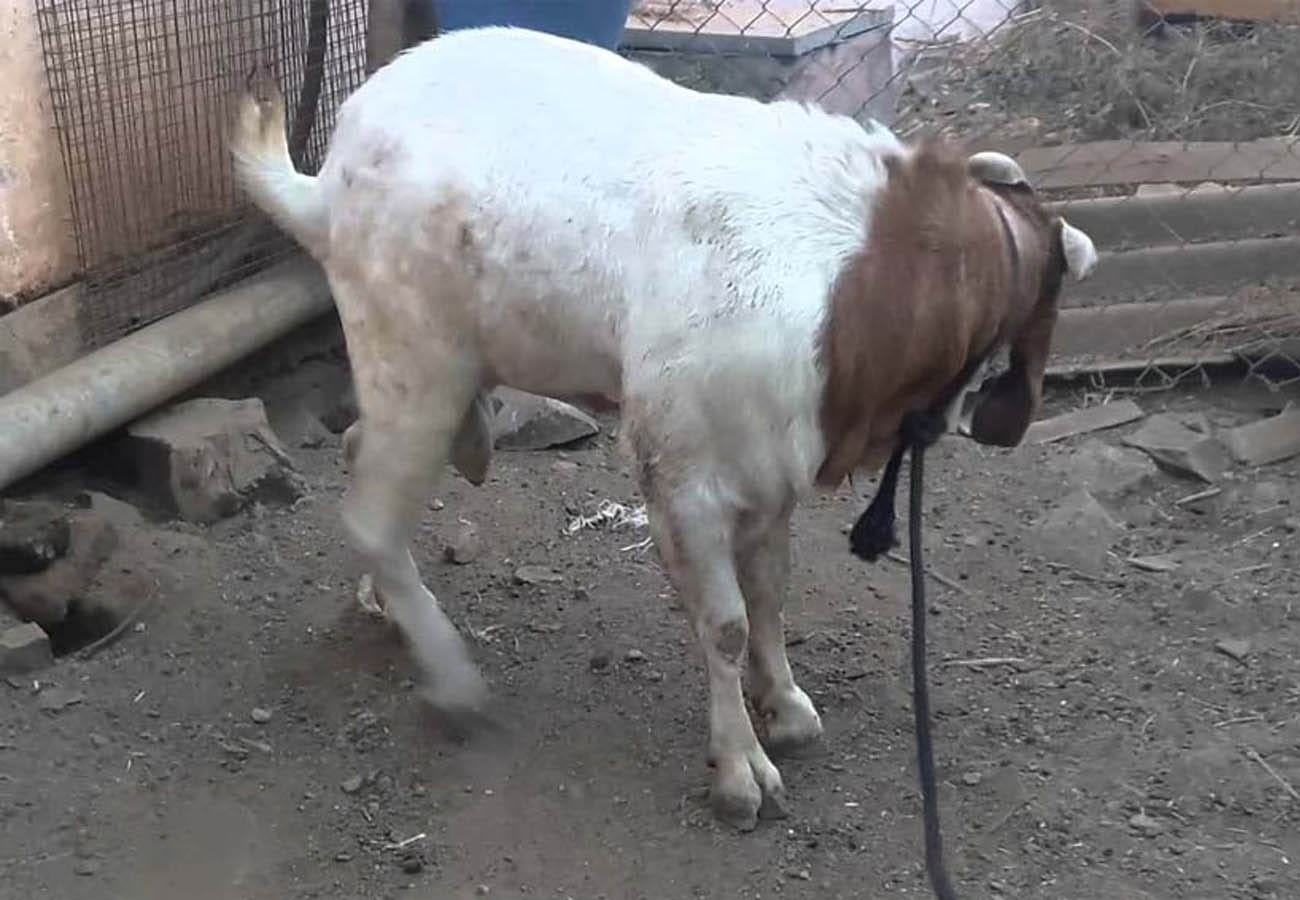 Unnatural sex with goat