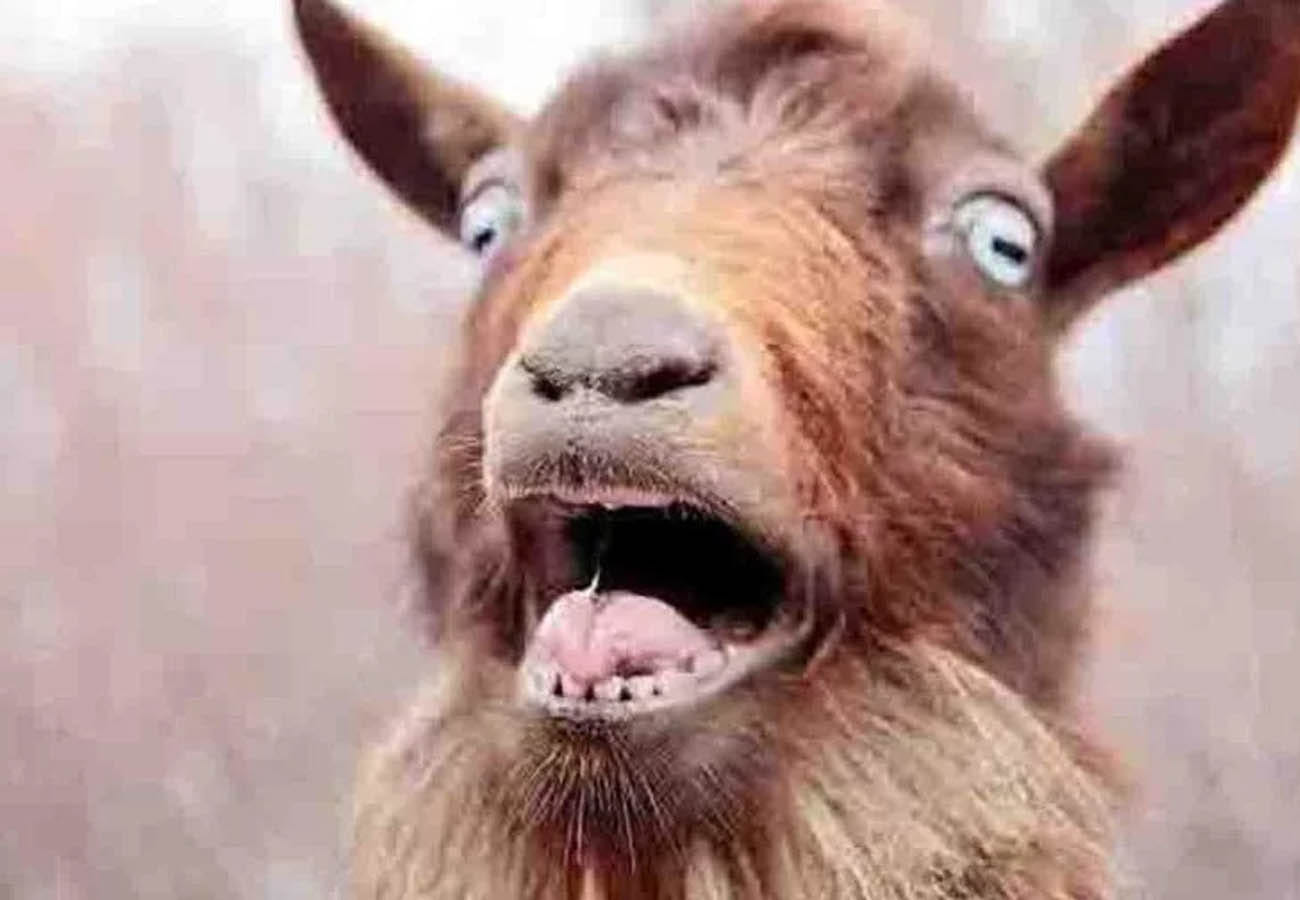 Unnatural sex with goat