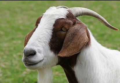 boy did wrong with goat in hamirpur