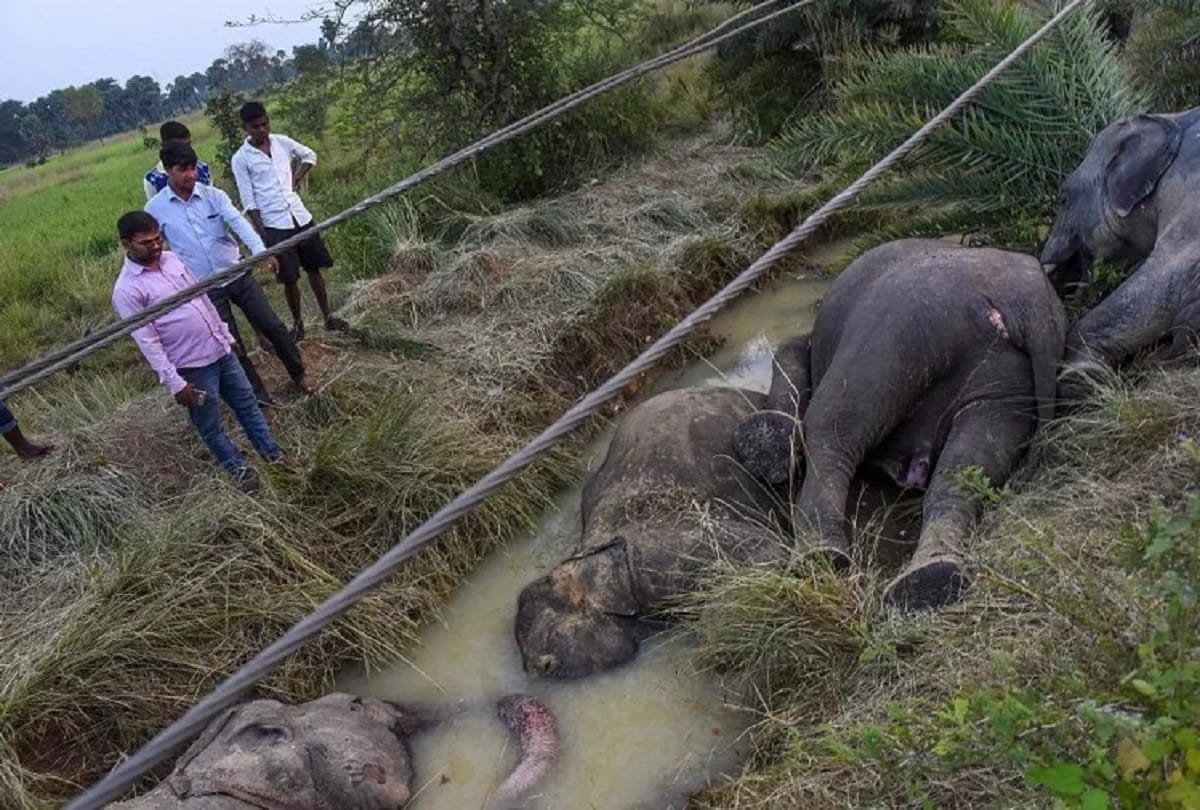Action against seven officers in the case of death of elephants from Current