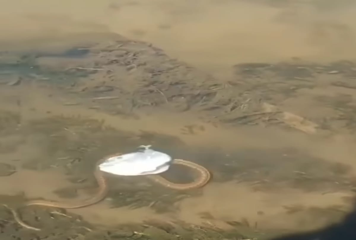 Video viral of a Strange Fish Headed Snake Spotted In River