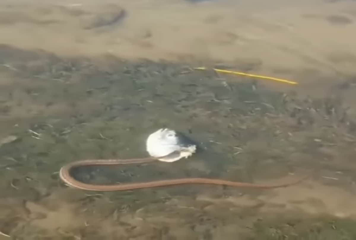 Video viral of a Strange Fish Headed Snake Spotted In River