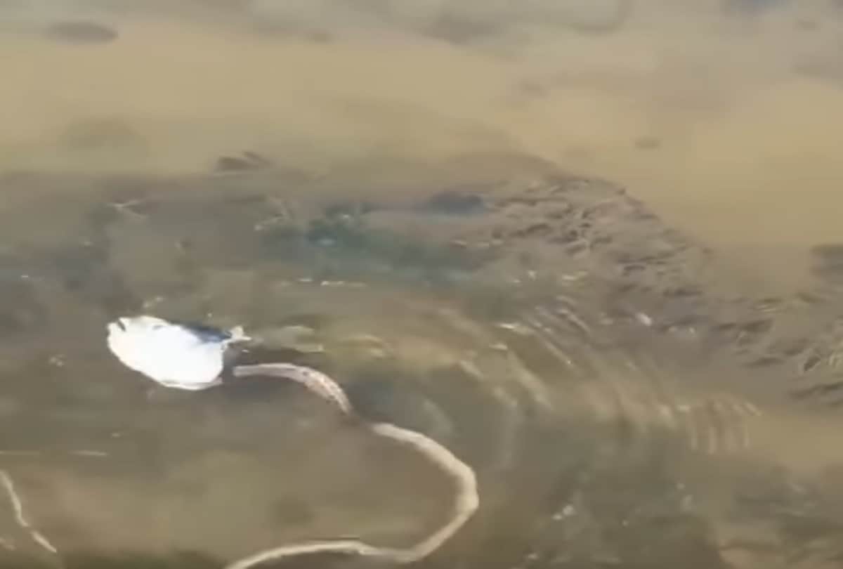 Video viral of a Strange Fish Headed Snake Spotted In River