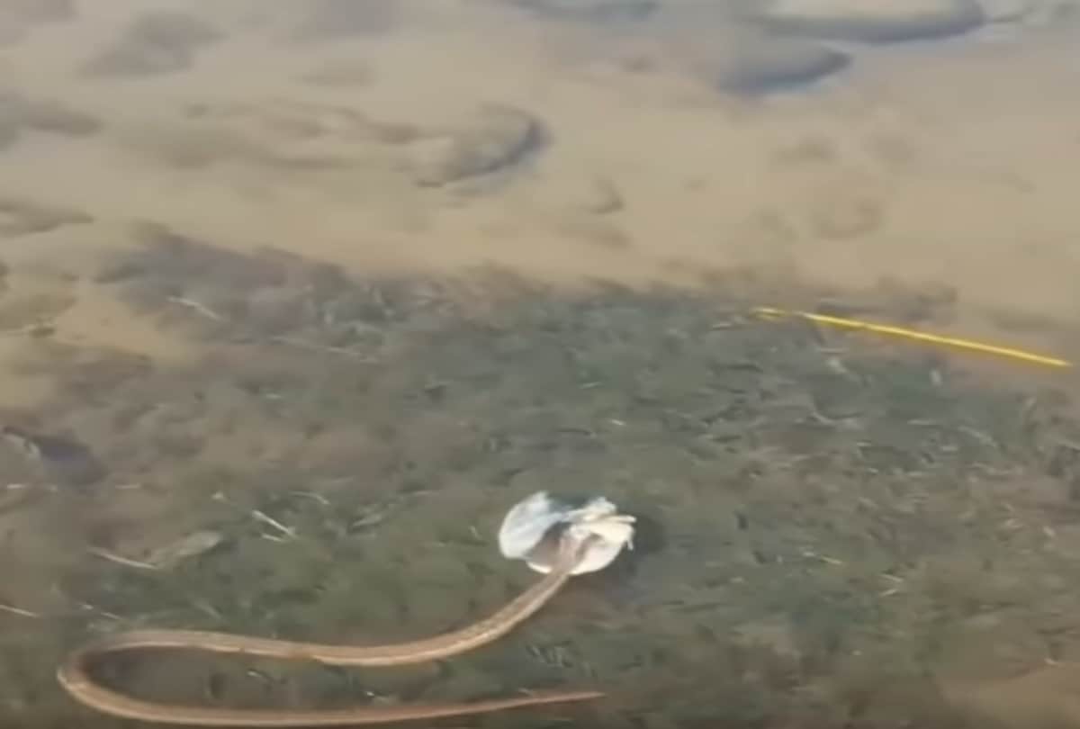 Video viral of a Strange Fish Headed Snake Spotted In River