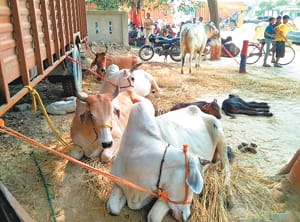 fencing near toll plaza