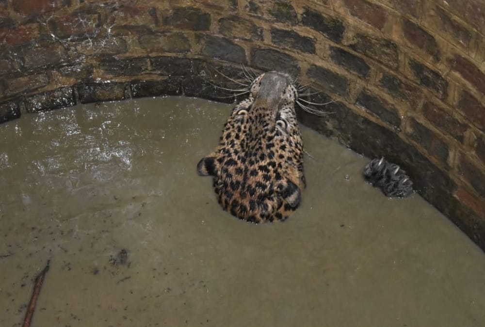leopard falls down in a well in sitapur.
