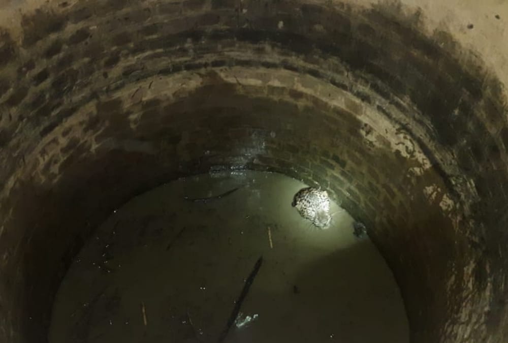 leopard falls down in a well in sitapur.