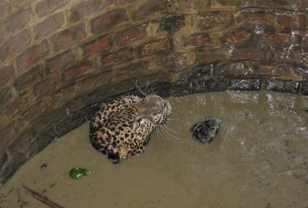 leopard falls down in a well in sitapur.