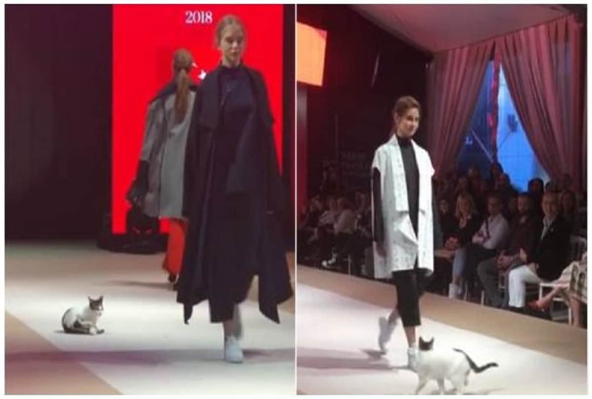 cat steals the show after crashing fashion event in istanbul, video viral