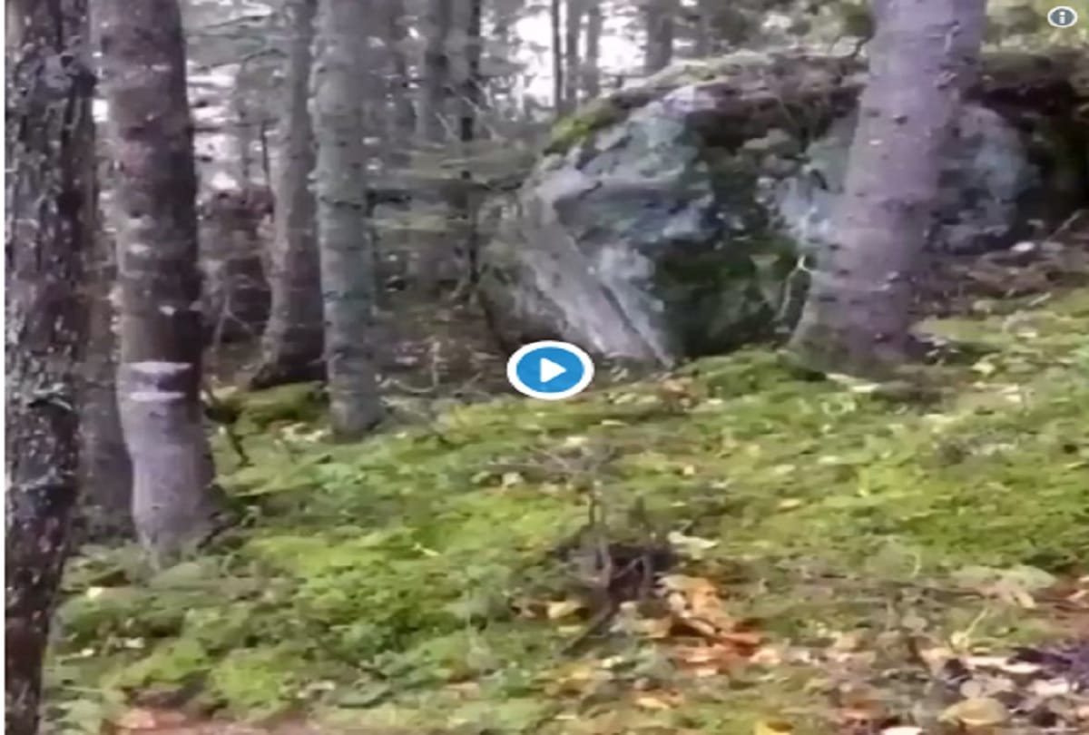 canada quebec forest really breathing, video viral on social media