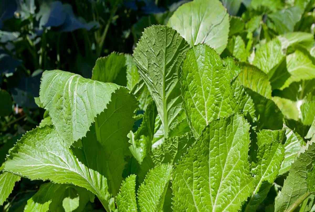 Tips To Clean Saag Bathua Sarson Methi Quick Cleaning And Chopping