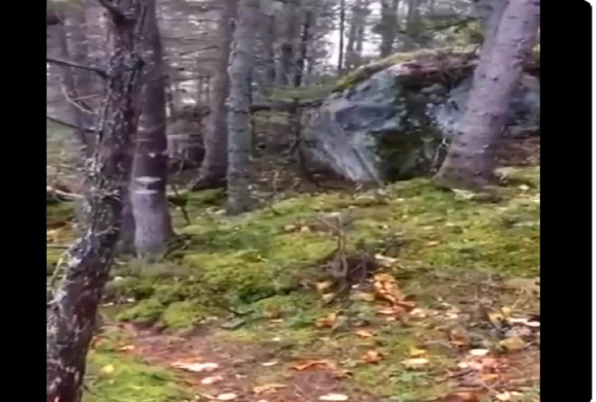 canada quebec forest really breathing, video viral on social media